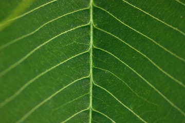macro shot of green leaf plant