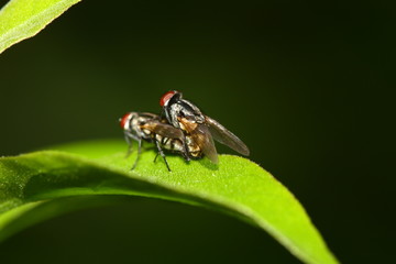 side view of fly mating blur background in morning