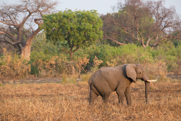 elephant in africa in a group