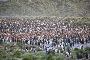 Obraz premium penguin in the arctic