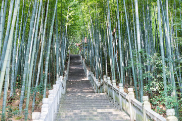 Obraz premium bamboo forest and stone steps