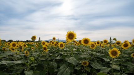 Summer Japanese sunflower