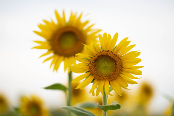 Obraz premium Summer Japanese sunflower