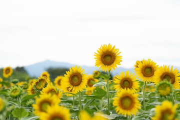 Obraz premium Summer Japanese sunflower