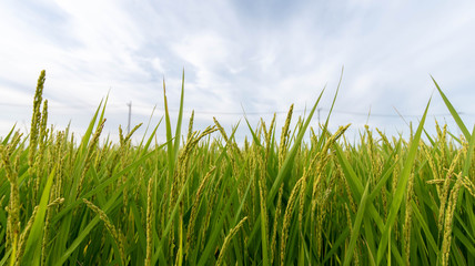 Fototapeta premium Summer Japanese paddy fields