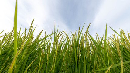 Obraz premium Summer Japanese paddy fields