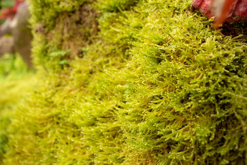 Flower, leaves, natural background
