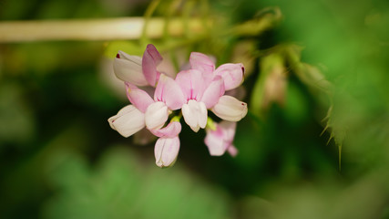 Pink GERANIUM  with green bokeh background