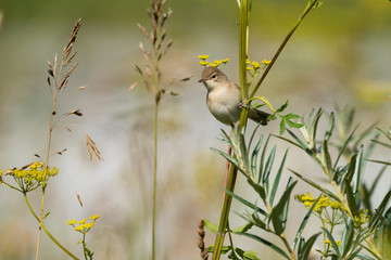 Willow Warbler bird specie Phylloscopus trochilus In the broom