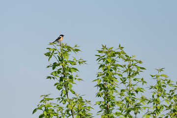 Stonechat (lat. Saxicola torquata) a songbird of the flycatcher family.
