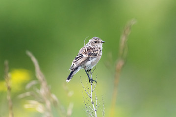 The young Whinchat (lat. Saxicola rubetra) a songbird of the flycatcher family.