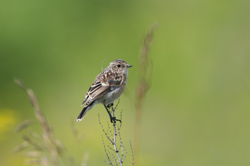 The young Whinchat (lat. Saxicola rubetra) a songbird of the flycatcher family.