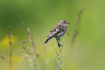 The young Whinchat (lat. Saxicola rubetra) a songbird of the flycatcher family.