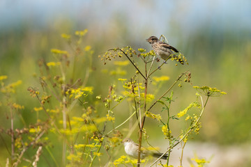 The young Whinchat (lat. Saxicola rubetra) a songbird of the flycatcher family.