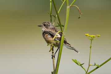 The young Whinchat (lat. Saxicola rubetra) a songbird of the flycatcher family.