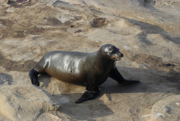 La Jolla Seals