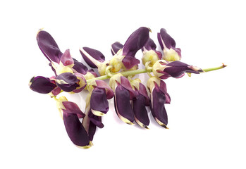 Mucuna pruriens isolated on white background