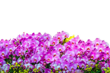Obraz premium Dendrobium Orchids beautiful blossom flower a special orchid hybrid in Singapore for wallpaper and bacground