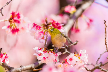 Japanese White-eye.The back is cherry blossoms(Japanese name is Kanzakura). Located in Tokyo Prefecture Japan.