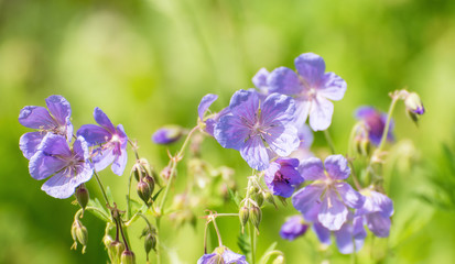Fototapeta na wymiar Summer Sunlight Scene: Beautiful Blue Flowers on Green Grass Background