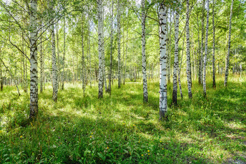 Outdoor Scenery: Birch Grove in Nature Park As Summer Landscape - 218715083