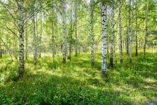 Fototapeta Outdoor Scenery: Birch Grove in Nature Park As Summer Landscape
