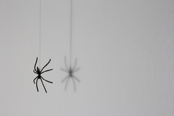 Halloween background concept. Black spider shadow and silhouette hanging on web on white background