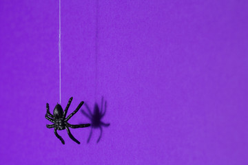 Halloween background concept. Black spider shadow and silhouette hanging on web on purple background