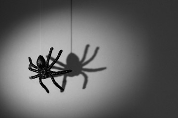 Halloween background concept. Spider shadow and silhouette hanging on web on white background