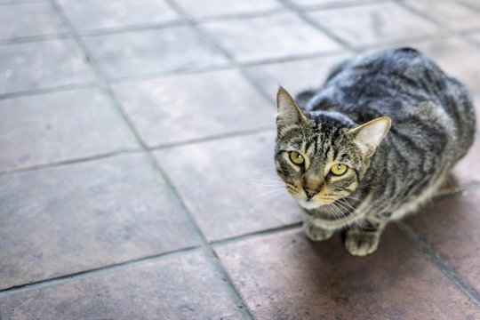 Pon atenci&oacute;n gato loco