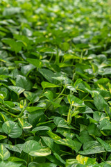 Devil's Ivy with heart shaped leaves for background