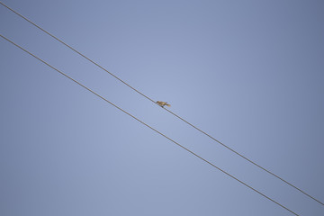 bird on the wires