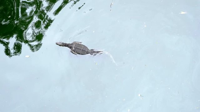 Water monitor lizard swimming in water. video 4K Slow motion