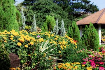 Fototapeta premium Piękny kwiat ze światłem słonecznym.
