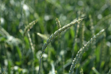 Agriculture / Harvest / Spikes in the field