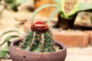 Cactus on pot in park.