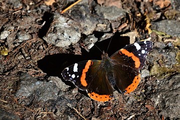 Red admiral butterfly, latin name Vanessa Atalanta, sitting on stony road in summer sunshine