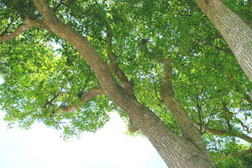 爽やかな緑を見上げて