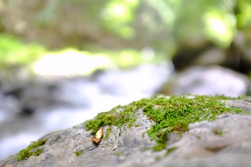 Green Forest with River