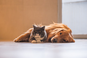 British short hair cat and golden retriever