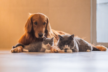 Golden Retriever with two cats