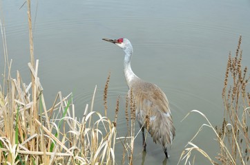 Crane