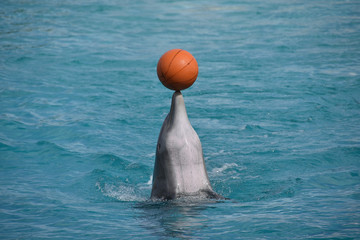 A dolphin balancing a ball