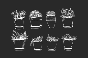 Plants illustrations. Hand drawn object