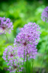 Allium (Allium Giganteum) blooming in the garden. Shallow depth of field.