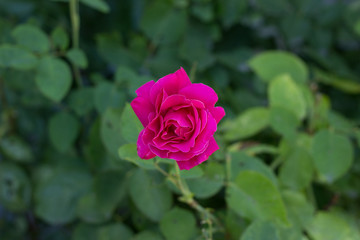 Pink Rose