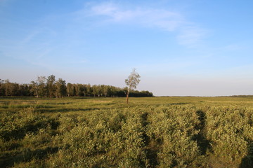 Obraz premium Evening Sun On Plains, Elk Island National Park, Alberta
