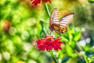 Butterfly on red zinnia flower