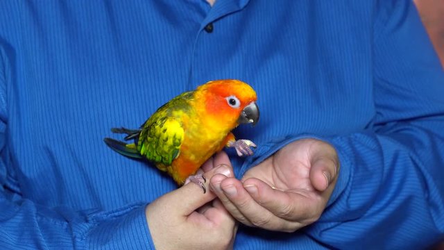 Man play with small birds with cute parrot sit of hand