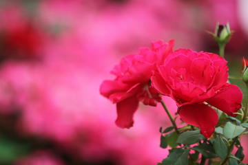 beautiful red rose